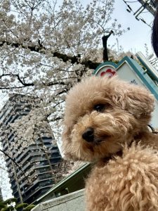 どうしても「肩こり」が治らない方へ！