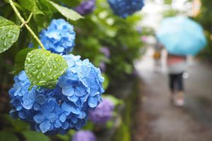 雨の日は関節の痛みが増す？